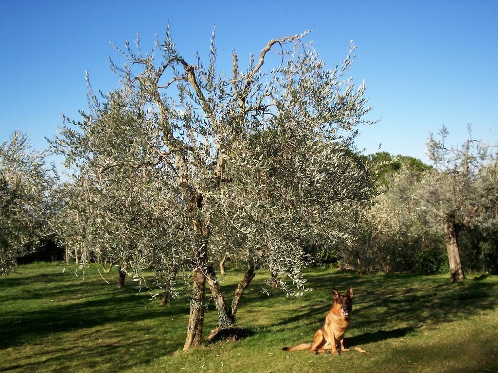 Podere Il Caggio Rooms San Gimignano Dış mekan fotoğraf